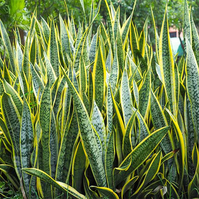 urban garden seeds 🪴Urban Organic Gardener's Monthly Seed Club 🌱… main image 1