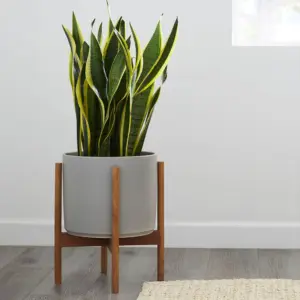 fireflash spider plant Spider Plant 'Fireflash' 6"