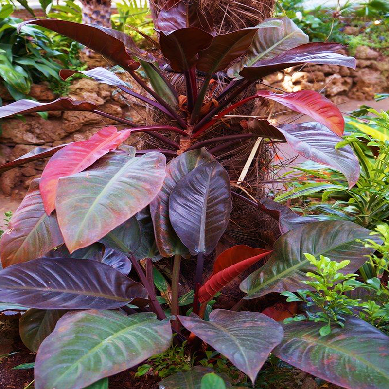 Philodendron Erubescens  NBATAT