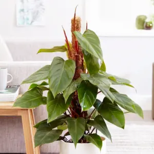 aechmea fasciata plant Aechmea fasciata main image 1