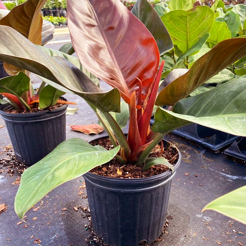 Philodendron Erubescens  NBATAT