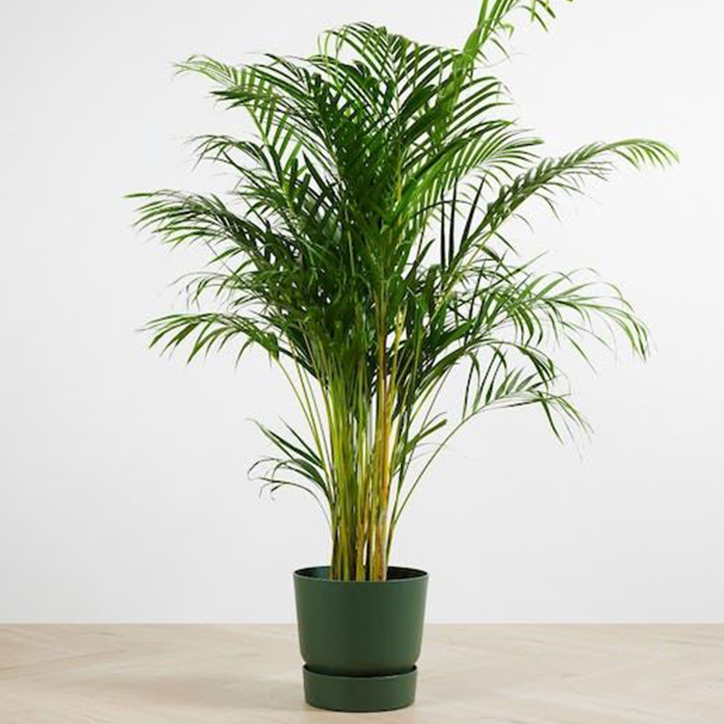 dracaena bicolor Dracaena Bicolor Tip