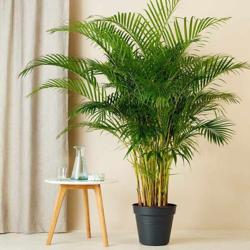 Dypsis lutescens  Areca Palm  NBATAT
