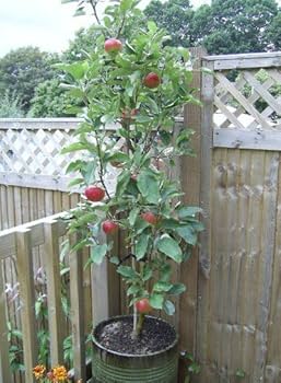 51p7RGx7CeL. AC UF350 350 QL80 .jpg