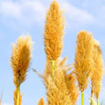Arundo donax L2.jpg