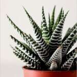 Haworthia Attenuata 2.jpeg