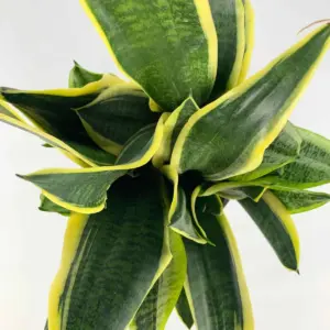 Sansevieria trifasciata (Yellow)  Snake plant  NBATAT