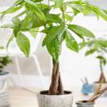 Pachira Aquatica Pachira Nut.jpeg