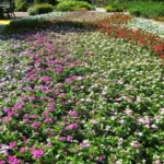 Vinca Catharanthus roseus Rotary Botanical Gardens.webp
