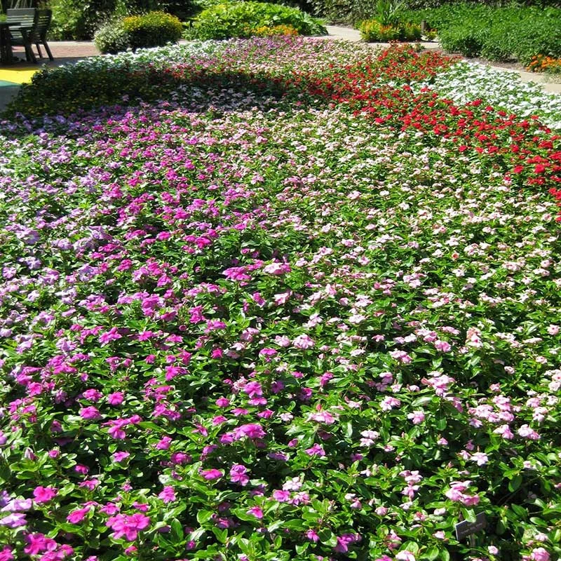 Vinca Catharanthus roseus Rotary Botanical Gardens.webp