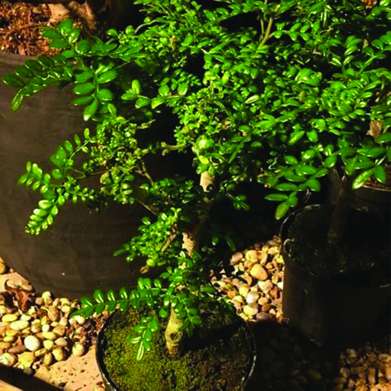 Zanthoxylum Fagara – 20 cm – NBATAT