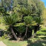 cycas.webp