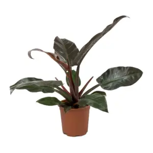 crassula plant Crassula Ovata Obliqua 'California Red Tip' Jade Plant