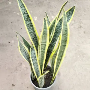 snake plant silver queen Silver Queen Snake Plant: Sansevieria trifasciata 'Sayuri' main image 0