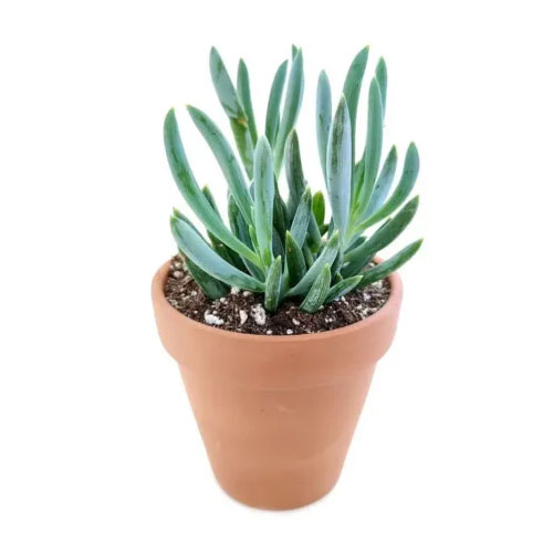 cat indoor cactus