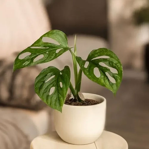 cat indoor hanging plants