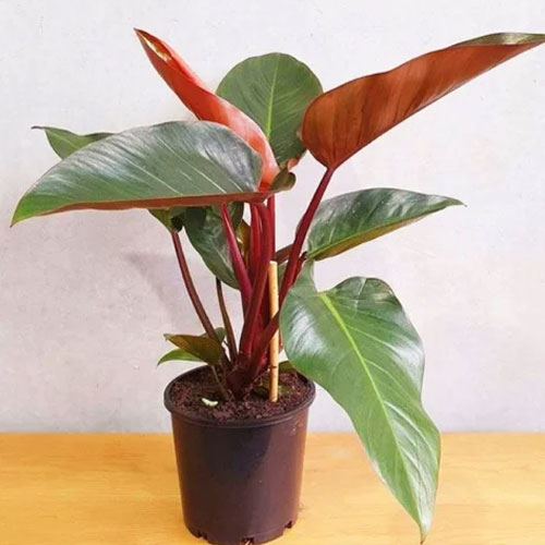 cat indoor plants