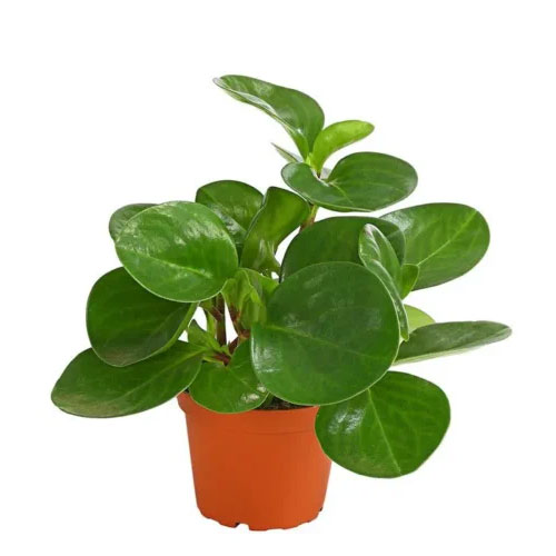 cat kitchen plants