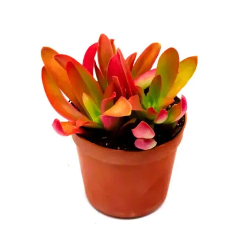 cat native adaptive plants