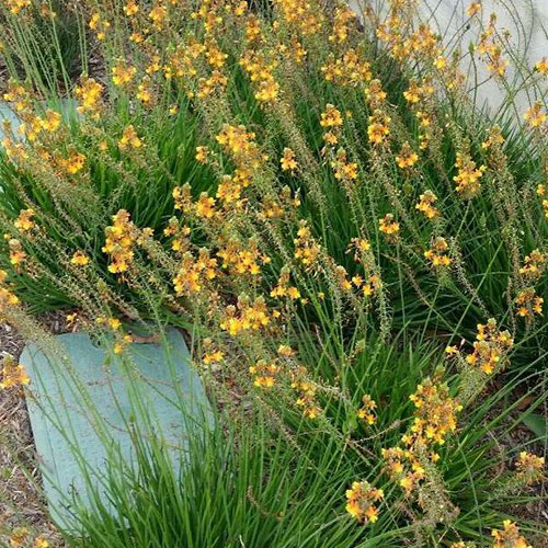 cat outdoor plants