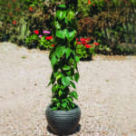 Black ripped pottery pot شالية سوداء فخار مضلعة