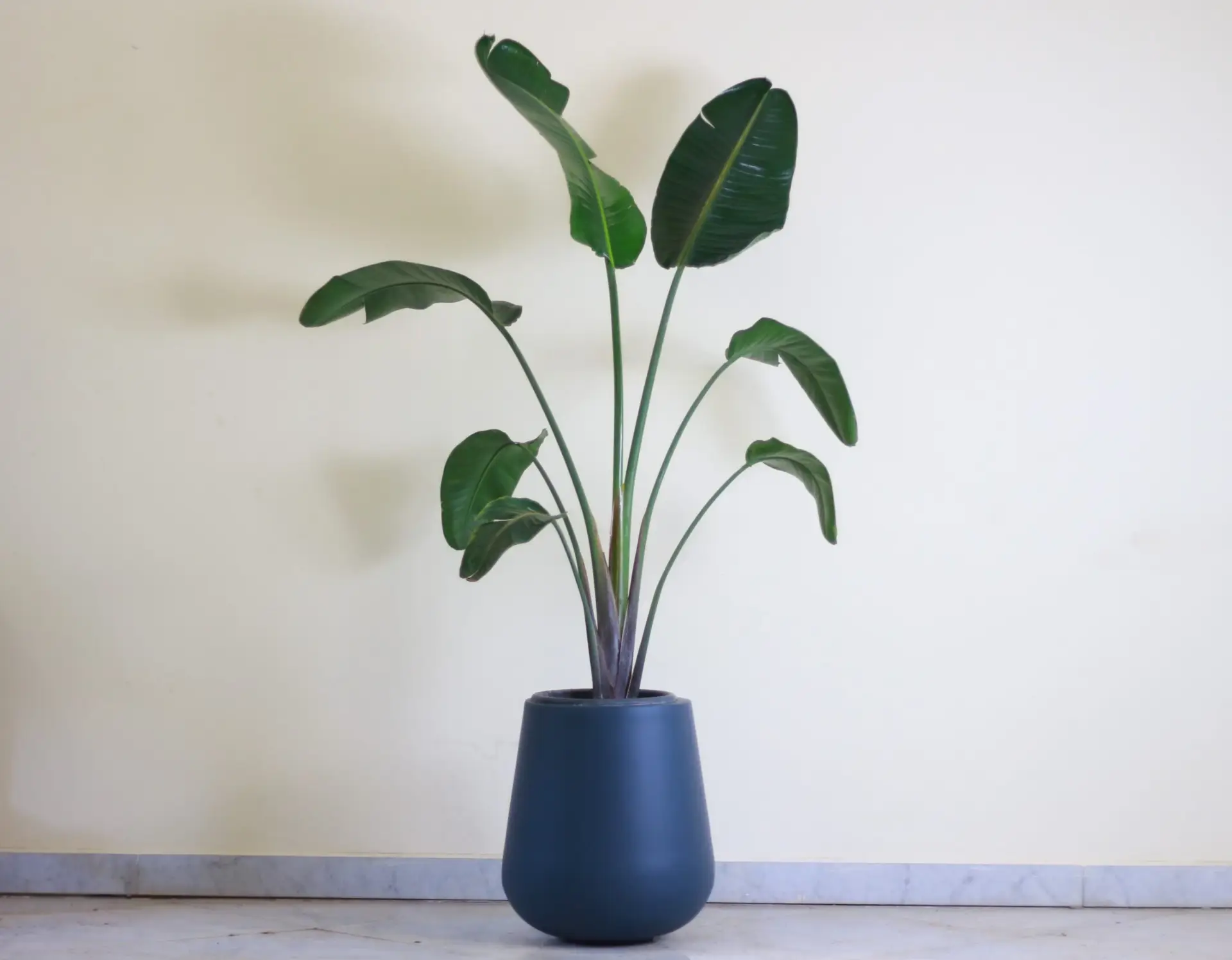 Grande teal plant scaled 1