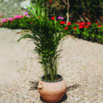 poettry pot with hands شالية فخار مزخرفة و بيد