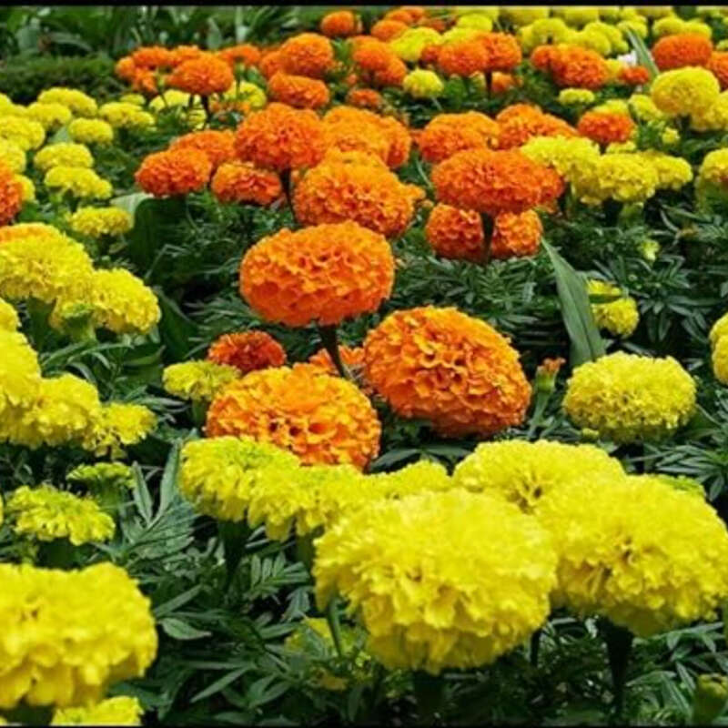 Imported Marguerite Daisy Seeds