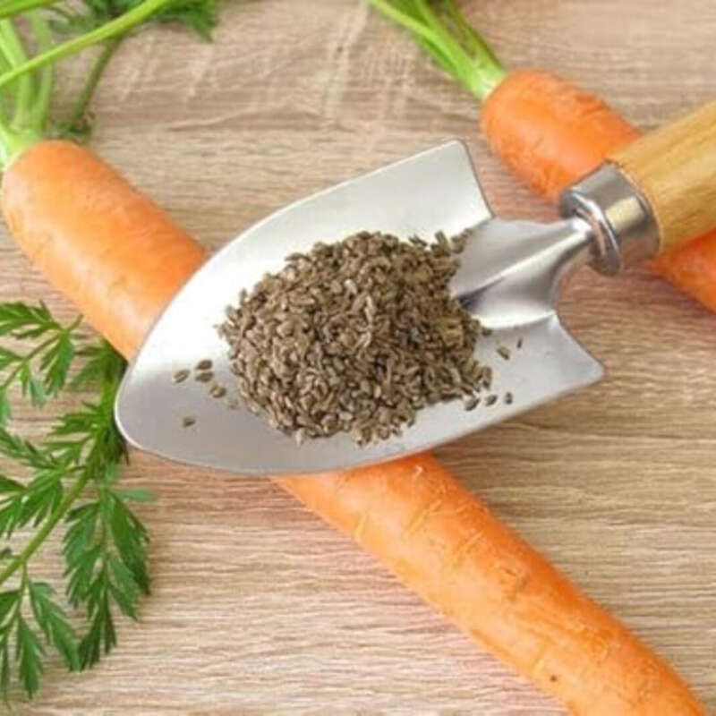 Natural Carrot Seeds for Planting
