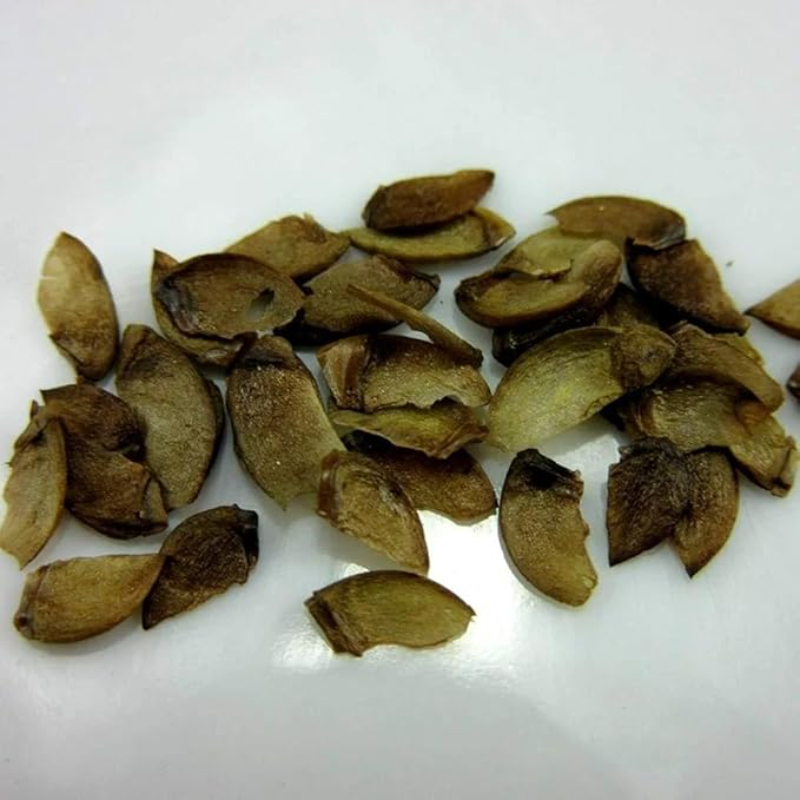 High-Quality Henna Seeds