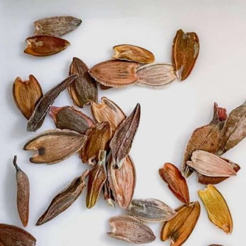 Aptenia Seeds
